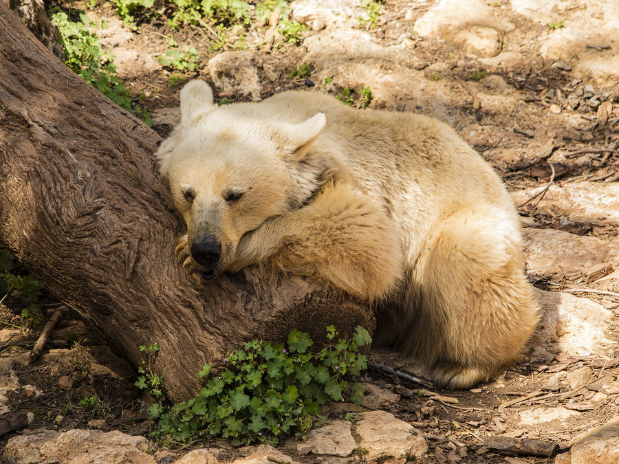 Learning to Surrender: Maybe a Nap Can Help